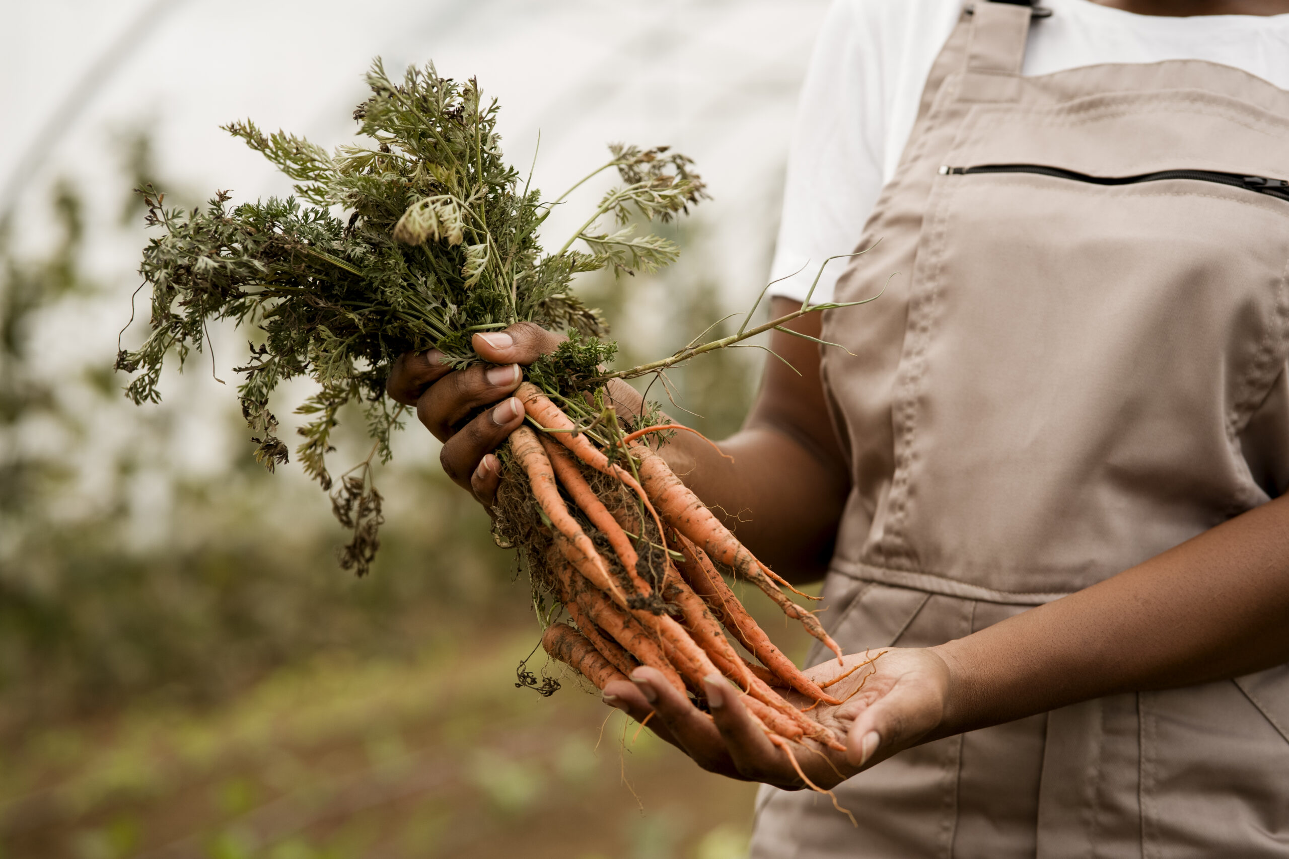 Carrot Seed Oil Benefits for Hair