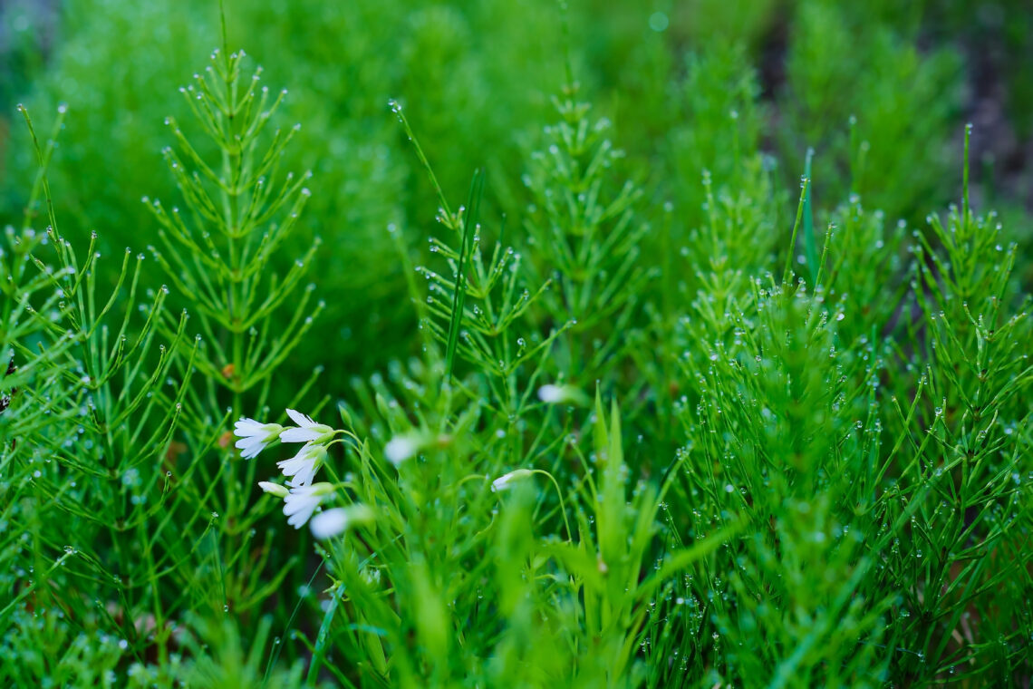 Horsetail Benefits for Hair