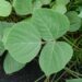 Kudzu Benefits for Skin