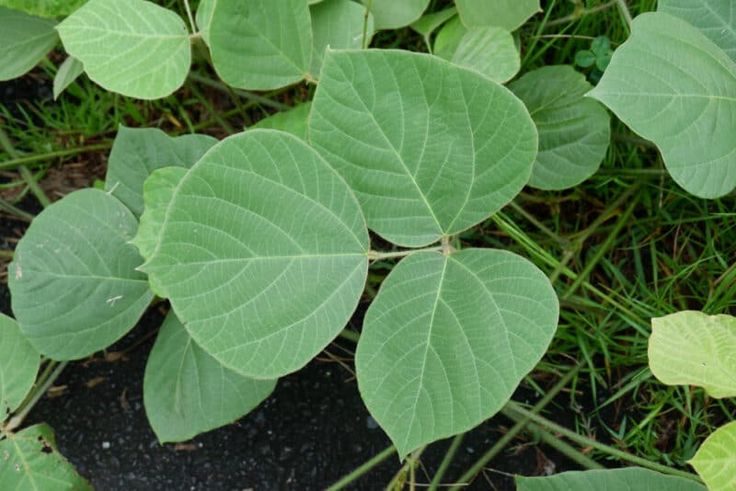 Kudzu Benefits for Skin