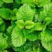 Lemon Balm Benefits for Skin