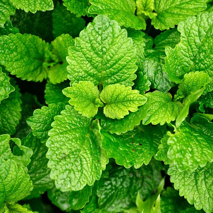 Lemon Balm Benefits for Skin